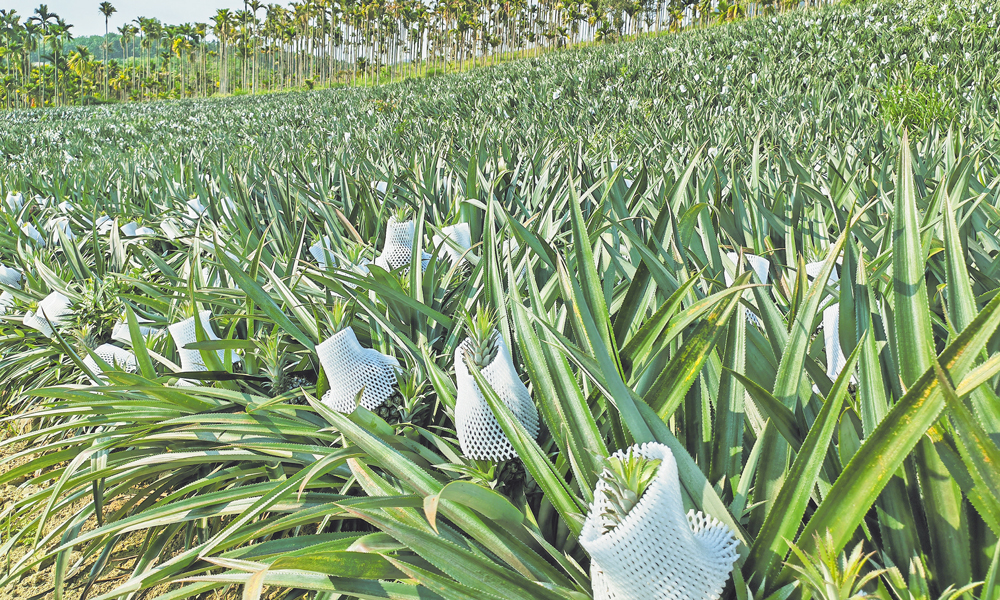 当前，各地春耕备耕工作陆续展开，中国海油相关企业统筹协调油品供应，全力以赴生产化肥等相关农资产品，开辟绿色通道，提供优质服务，将油品送到田间地头，为丰产丰收保驾护航，助力乡村振兴。图为4月中旬，在海南省琼海市，使用中国海油富岛复合肥的菠萝即将成熟上市。农户给菠萝穿上“外套”，保护其外观。曲均峰 摄