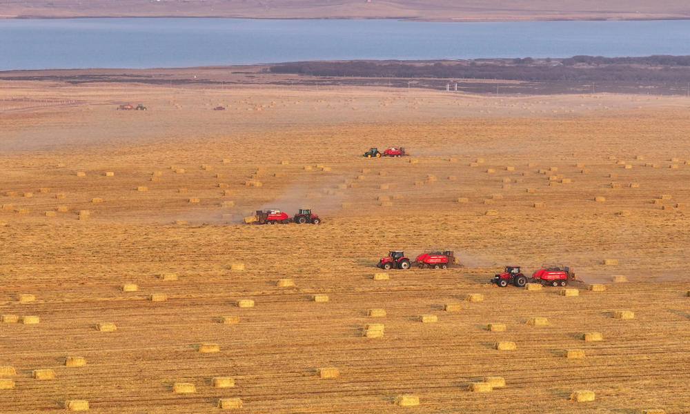 近日，甘肃山丹马场的10万亩燕麦草步入打包关键阶段，广袤田野上呈现出一片繁忙且井然有序的热闹景象。