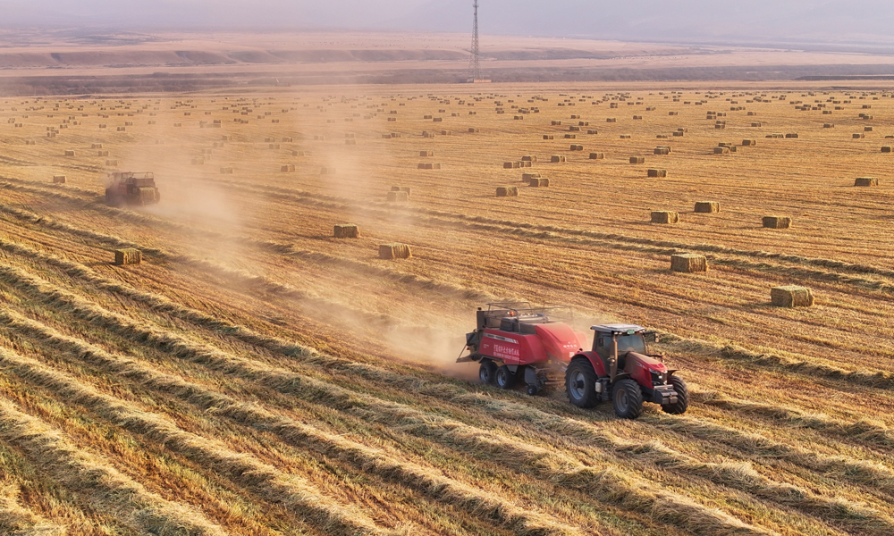 山丹马场地处河西走廊中部、祁连山脚下，这里地势平坦，气候冷凉，为燕麦草的生长铸就了得天独厚的优势。放眼田间，一辆辆大型农用机械宛如钢铁巨兽般往来穿梭，迅速地把燕麦草堆压缩、打包，转瞬间，一个个紧实的草捆便整齐排列。
