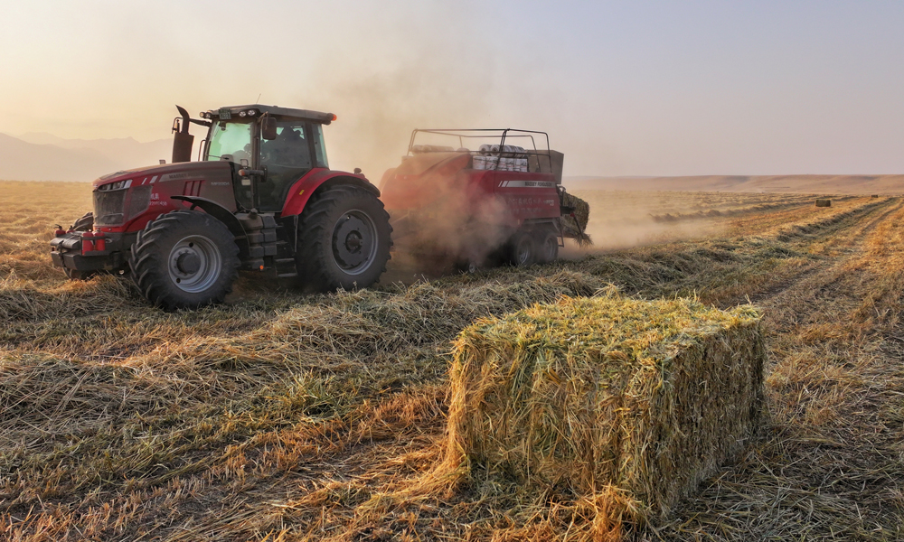 燕麦草作为优质牧草，营养价值高、适口性强，在市场上备受青睐。近年来，我国畜牧业蓬勃发展，对优质燕麦草的需求与日俱增，而山丹马场的燕麦草凭借其卓越品质，已然成为众多牧场的不二之选。