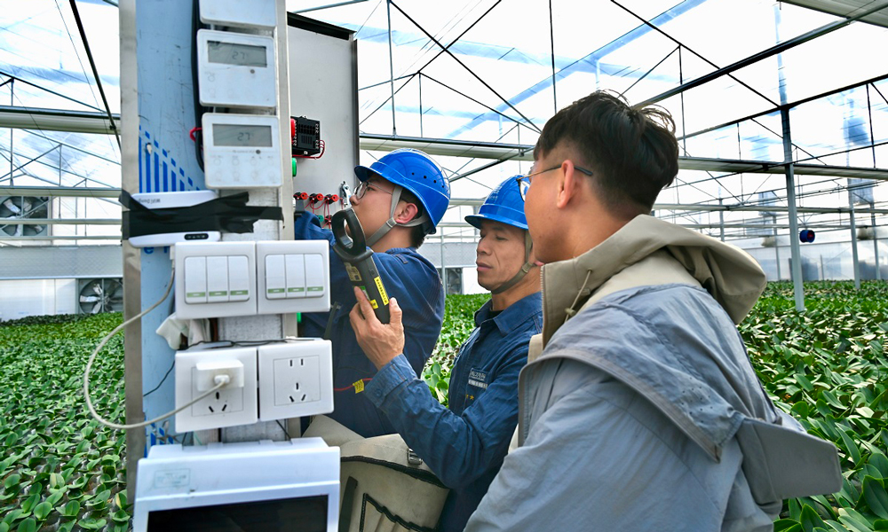 南方电网广东佛山南海供电局里水供电所工作人员到当地农业科技公司开展用电检查，确保蝴蝶兰育苗大棚供电设备稳定运行。
