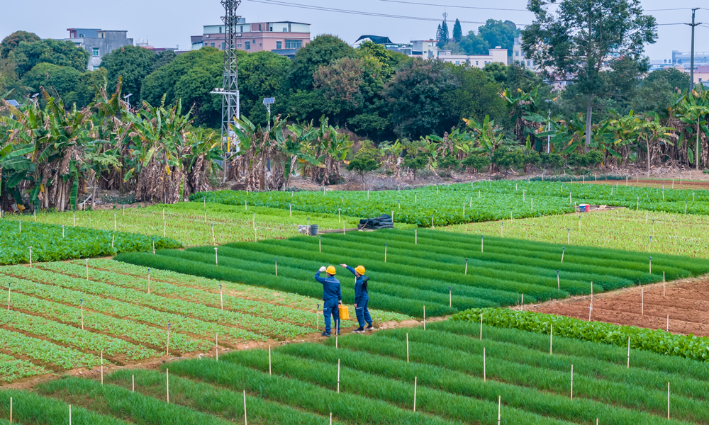 南方电网广东东莞东北区供电局工作人员穿梭田间进行供电线路巡视检查，保障农业生产用电平稳供应。
