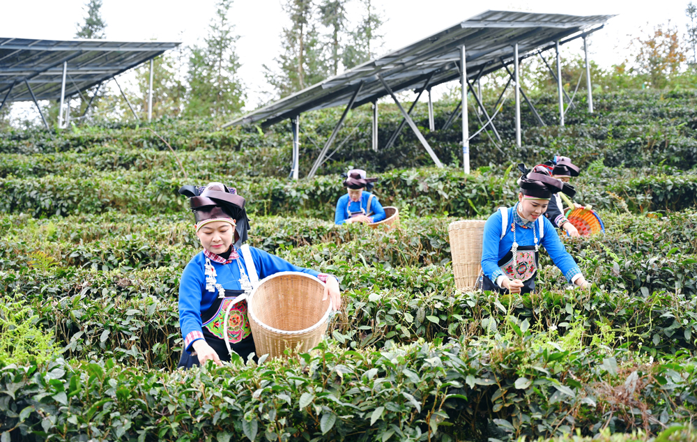 近日，中广核新能源产业融合项目正焕发出全新的生机与活力。 在这里，清洁能源与农业携手，科技与农耕碰撞，共同绘就产业融合的新图景。图为在中广核云南董干150兆瓦茶光互补项目的千亩茶园里，一幅“科技春耕图”正徐徐展开。光伏板阵列如银色波浪起伏，板下新发的茶芽青翠欲滴，茶农们穿梭其间采春茶。