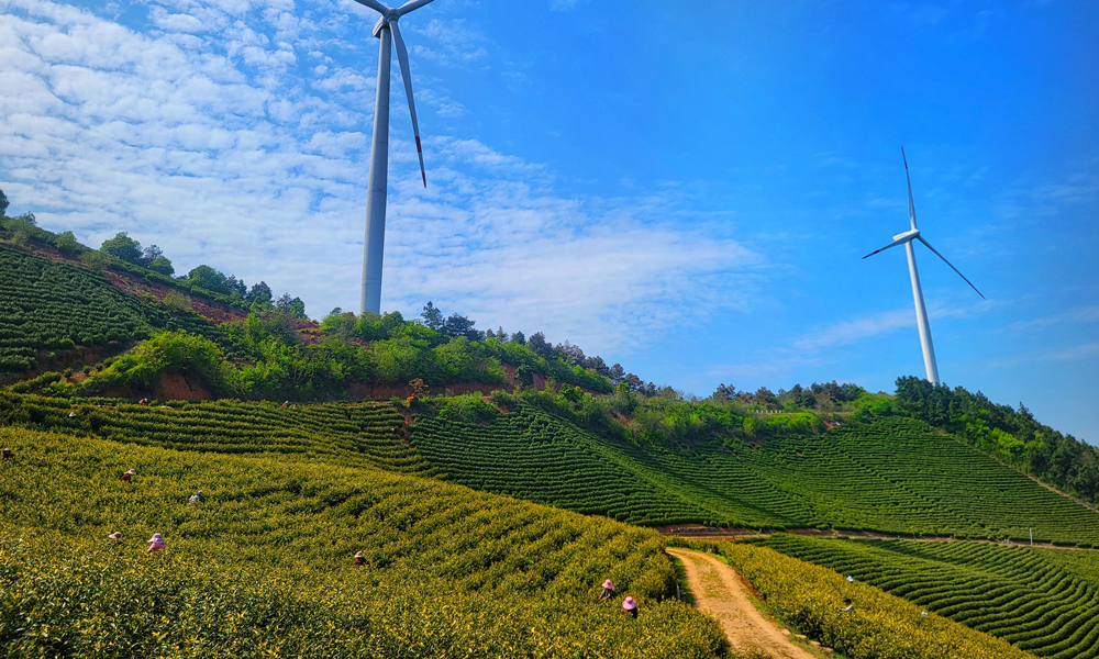 位于安徽宣城的中广核安徽广德白马湖风电项目的茶山上，一场别开生面的“绿色春耕交响曲”正在上演，数十台白色风机如巨人般矗立在层层茶山之间，桨叶随风缓缓旋转，与脚下吐露新芽的茶树构成动静相宜的生态画卷。茶农们背着竹篓在风机投下的斑驳光影间采摘明前茶，白马湖风电场的运维人员在巡检之余也帮助茶农们采茶，助力茶农创收。