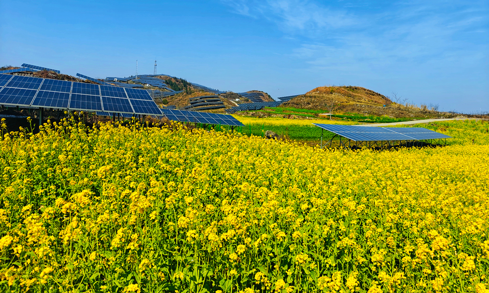 在中广核打造的“农光互补”项目——贵州贞丰陇塔光伏电站，一幅别样的田园风光映入眼帘，蓝色的光伏板在阳光下熠熠生辉，光伏板下，上千亩金黄色的油菜花竞相绽放，交织出一幅充满生机与希望的独特景致。光伏板不仅将太阳能转化为清洁电能，还能为土地提供遮挡，减少土地水分蒸发，为油菜提供适宜的生长环境。