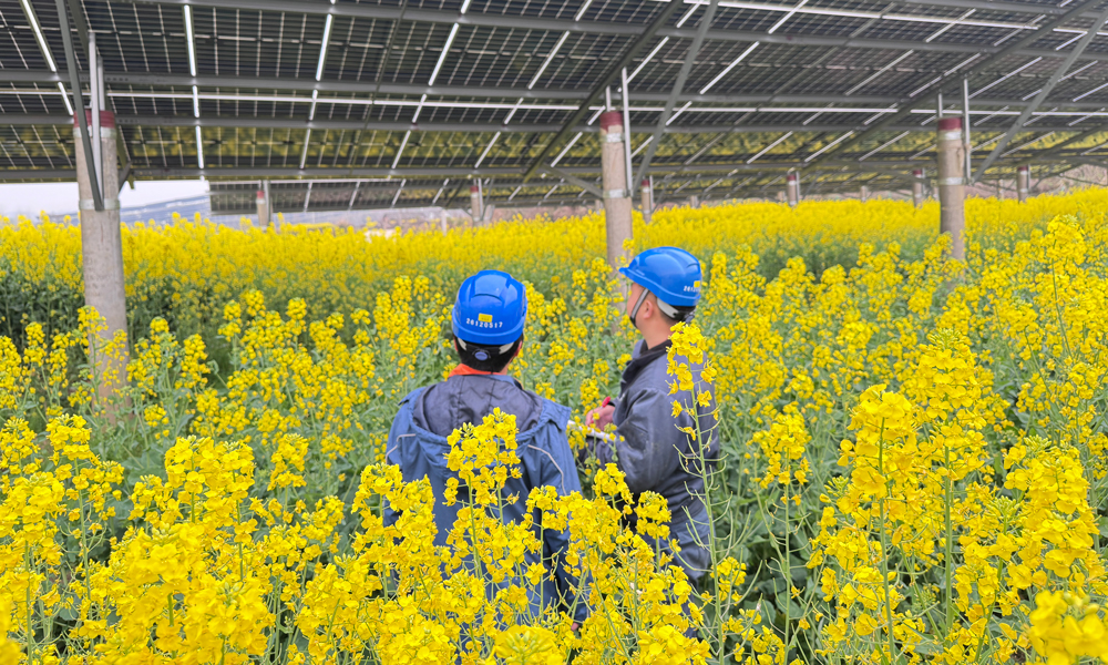 中广核湖北浠水光伏电站的油菜花也迎来了盛放期。灿烂的金黄花浪层层叠叠，与湛蓝的光伏板相互交织，绘就了一幅别具一格的春日美景。电站采用“板上发电、板下种植”的立体模式，实现了土地资源的高效利用。光伏组件源源不断地将阳光转化为清洁电能，光伏板下油菜茁壮生长，不仅带来了经济效益，还为这片土地增添了生态之美。