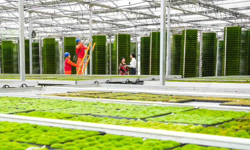 立夏一过，各地抢抓农时，逐渐进入夏收、夏种、夏管的农忙模式。国家电网有限公司坚决扛牢保供首要责任，快速响应客户诉求，大力强化主动运维，全力保障农业生产用电无忧。各单位做好涉农报装接电服务、加强农网线路巡检维护、推进配电台区智能化升级，为促进全年粮食丰产、农业提质增效做好电力支撑。图为国家电网浙江丽水供电公司工作人员在智能化苔藓育苗基地开展电力巡检。