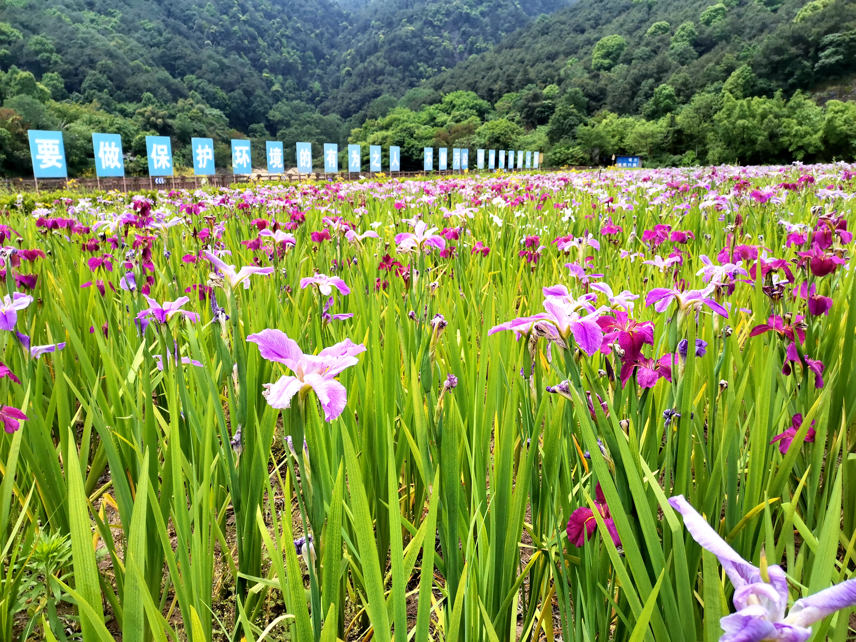 绿化后的填埋场.jpg