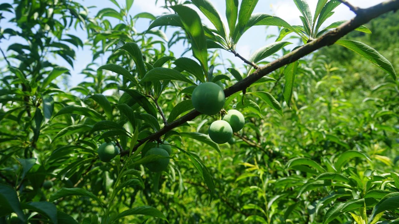 441a77cc830a3a9892b5d2039fa6871a.jpeg 441a77cc830a3a9892b5d2039fa6871a.jpeg