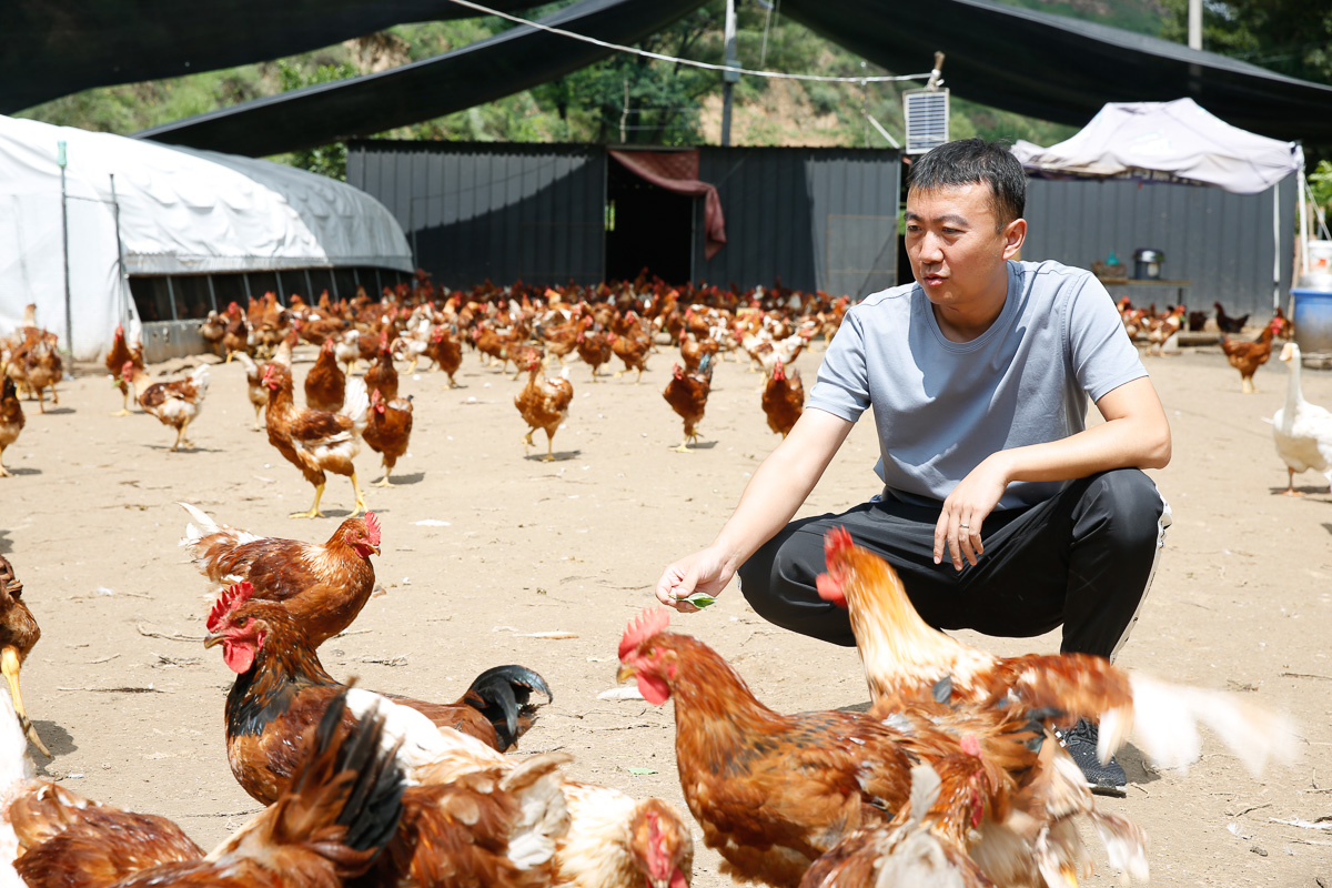图为高飞在管家咀村贫困户联合养鸡场了解情况。