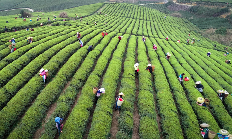国投创益投资企业梵锦茶业带动大量少数民族贫困户采茶就业。