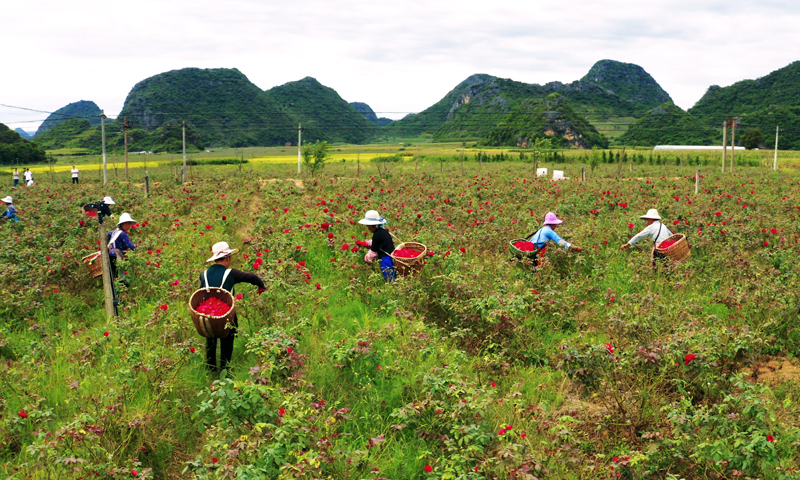 中国船舶集团有限公司在定点扶贫县云南丘北县设立全国首个县级产业扶贫基金，投资700万元发展当地玫瑰花产业，如今这一传统特色产业正在焕发新活力。