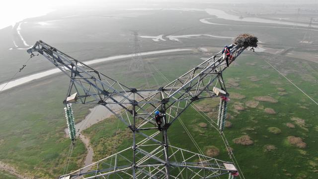 图为12月12日，电力工人爬上铁塔加固鸟巢。（新华社记者 周密 摄）