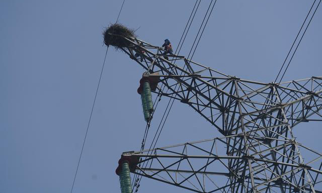 图为12月12日，电力工人爬上铁塔加固鸟巢。（新华社记者 周密 摄）